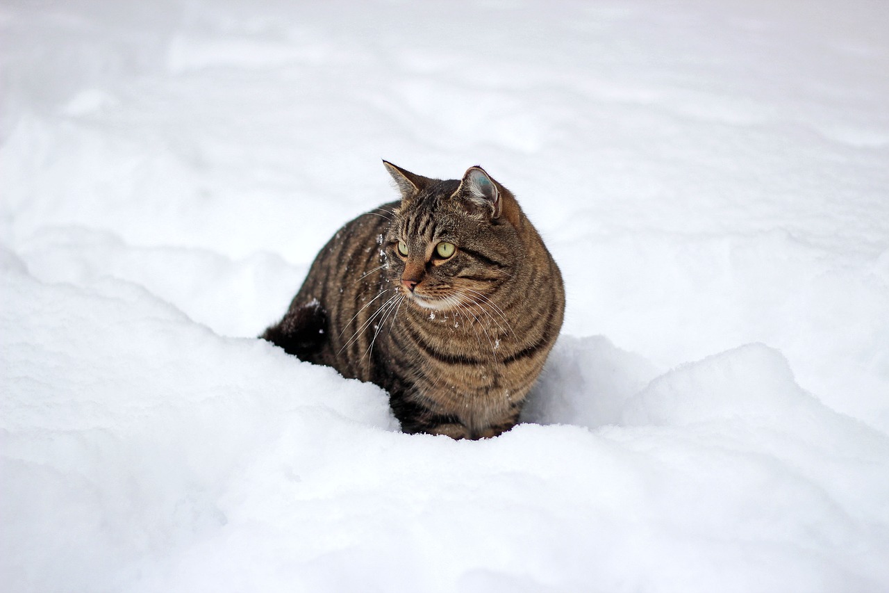 cat snow winter free photo