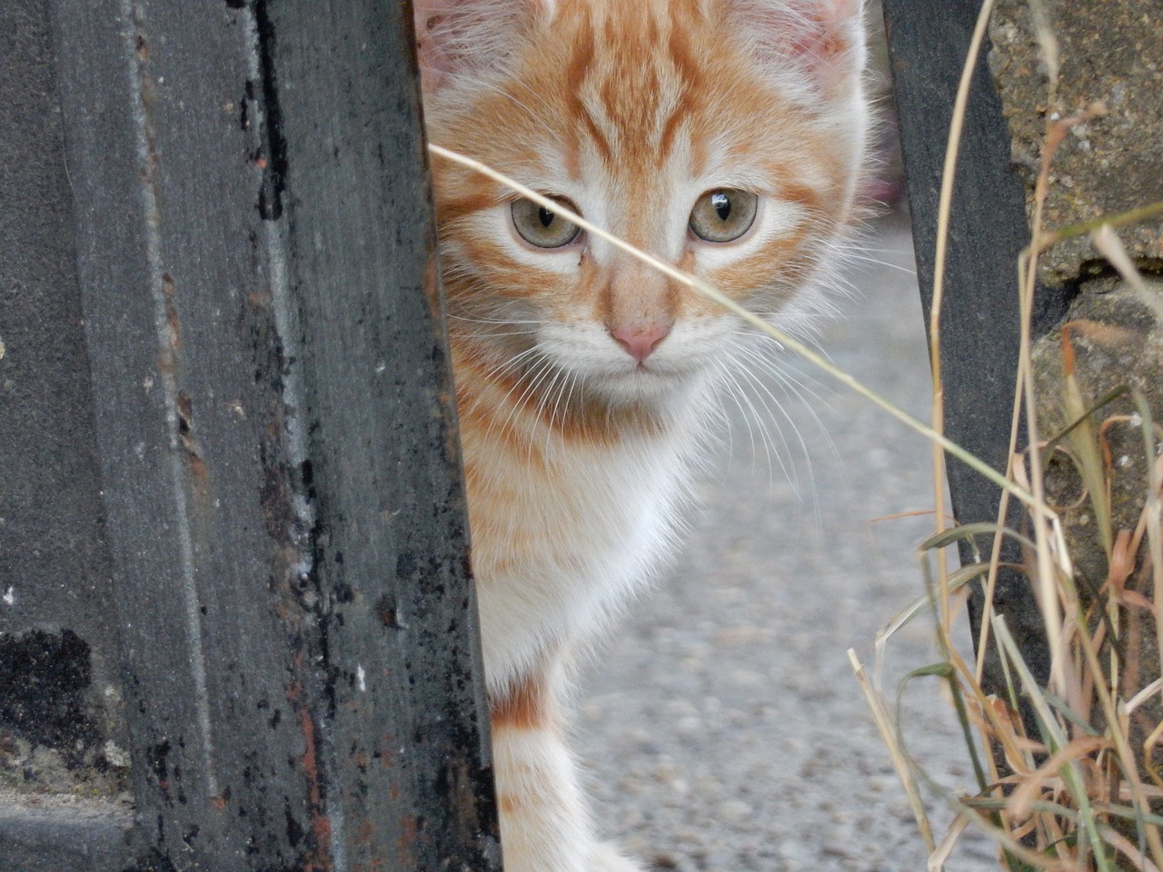 cat puppy pets free photo