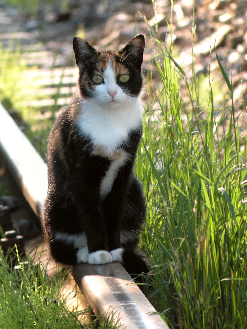 cat rail track free photo