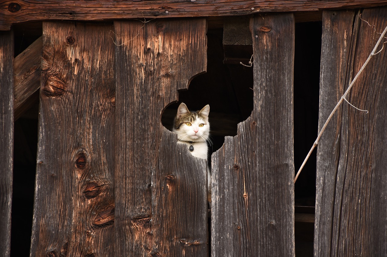 cat barn hiding place free photo