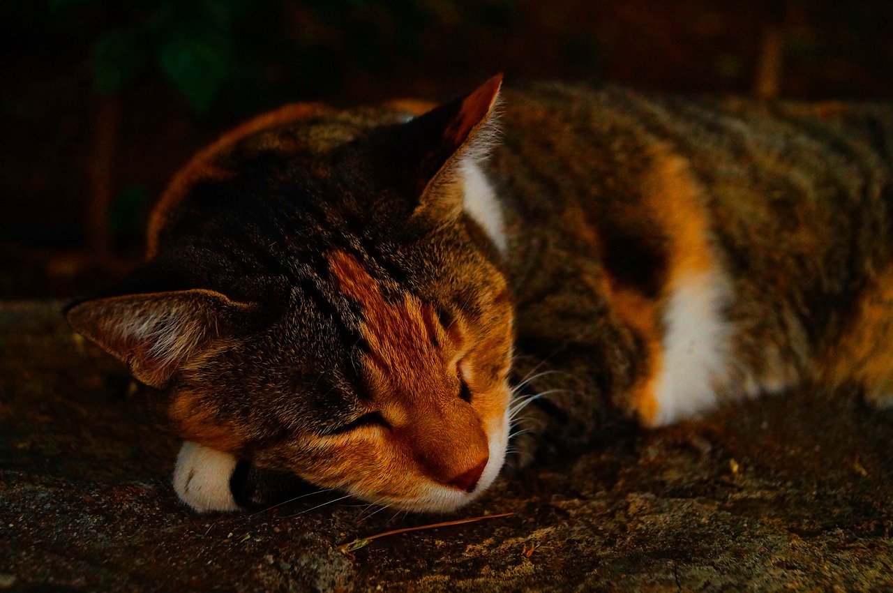 cat spring sleep free photo