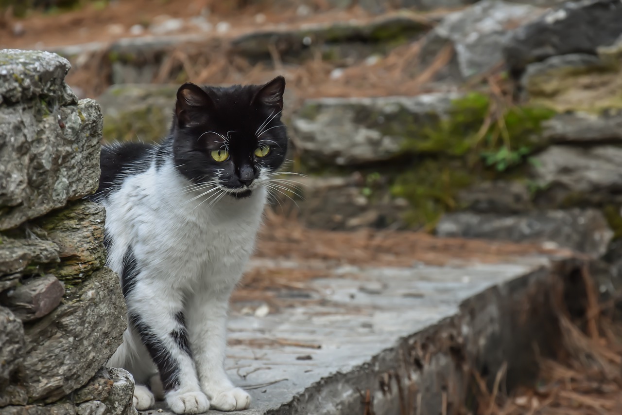 cat black animal free photo