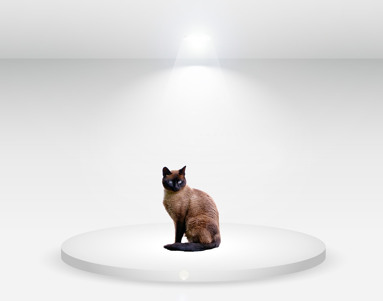 cat studio white light free photo