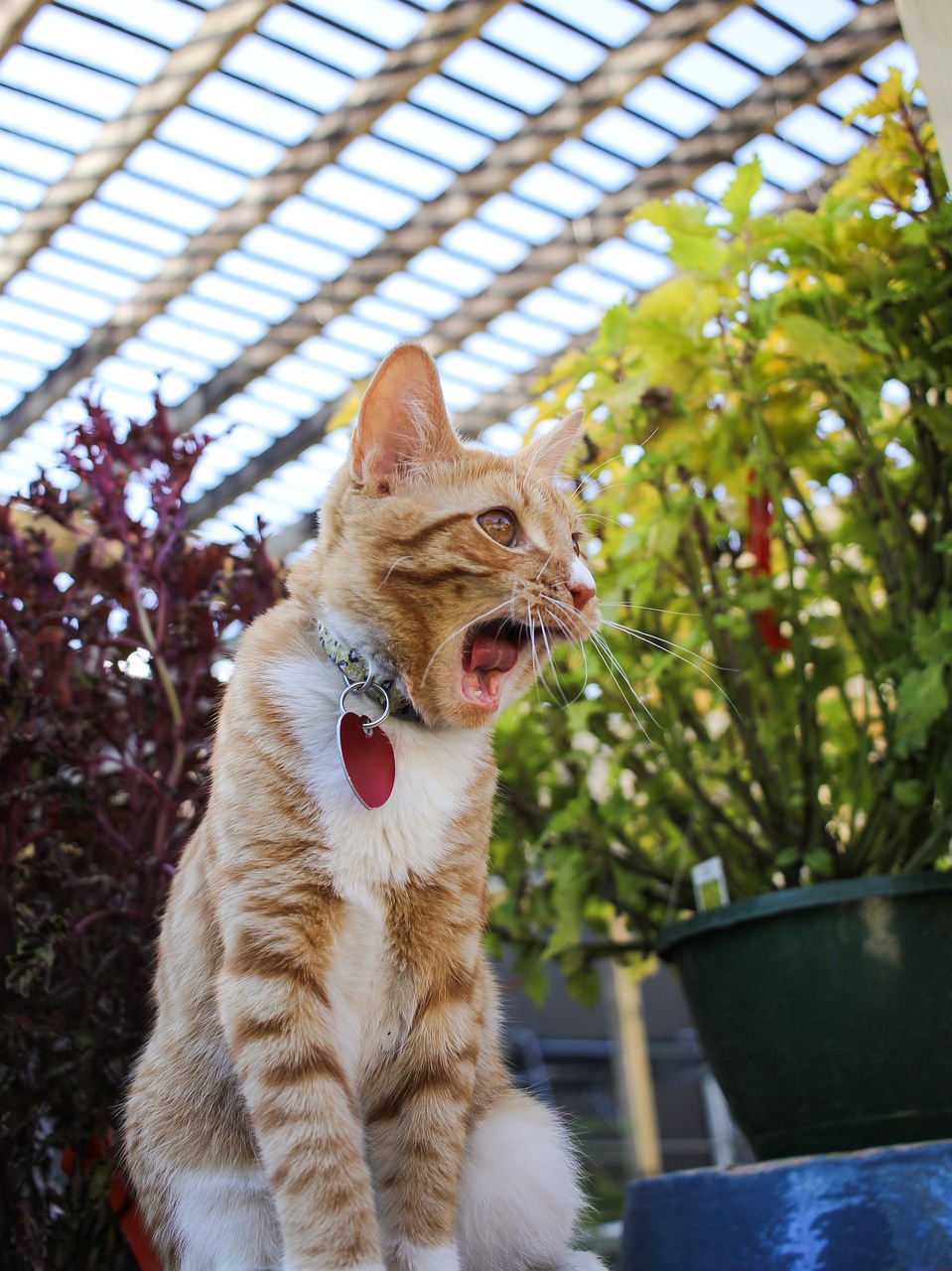 cat yawning kitten free photo