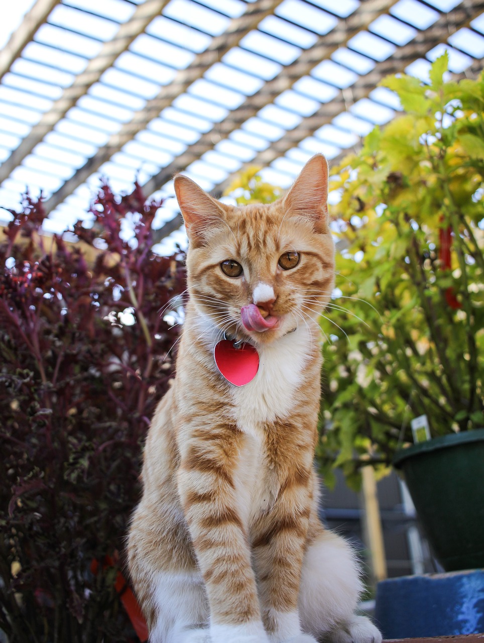 cat licking kitten free photo