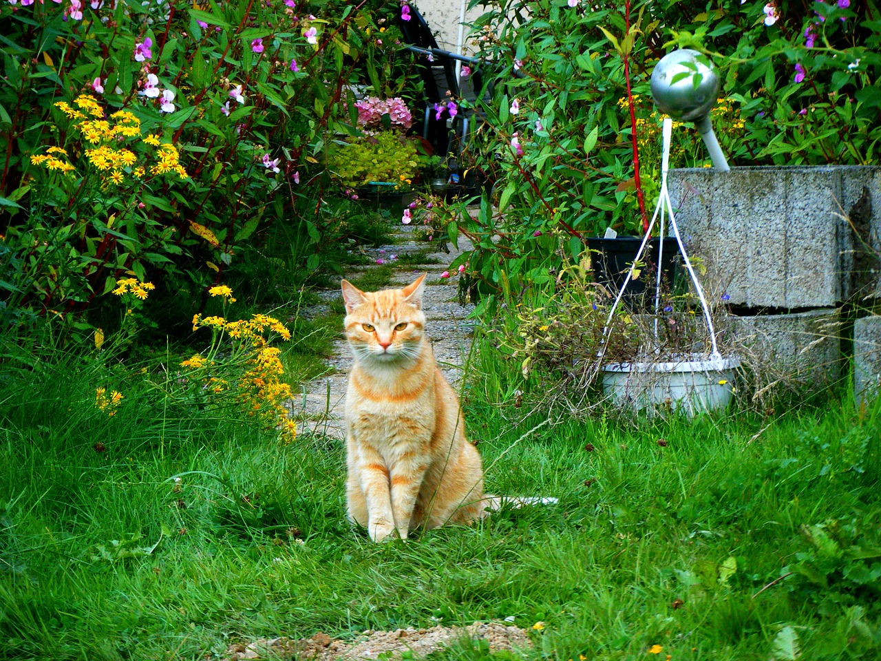 cat garden red cat free photo