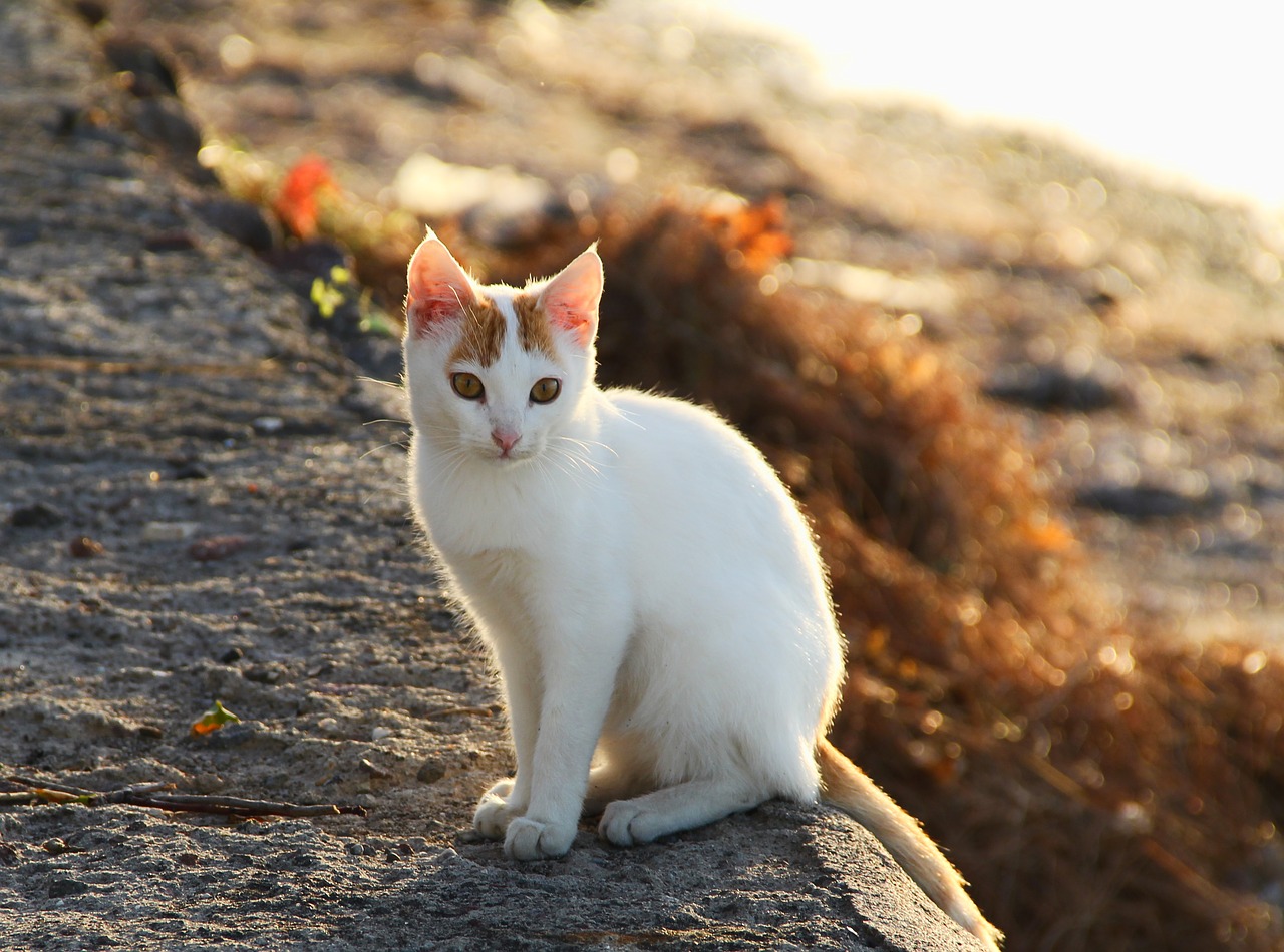 cat bokeh day light free photo