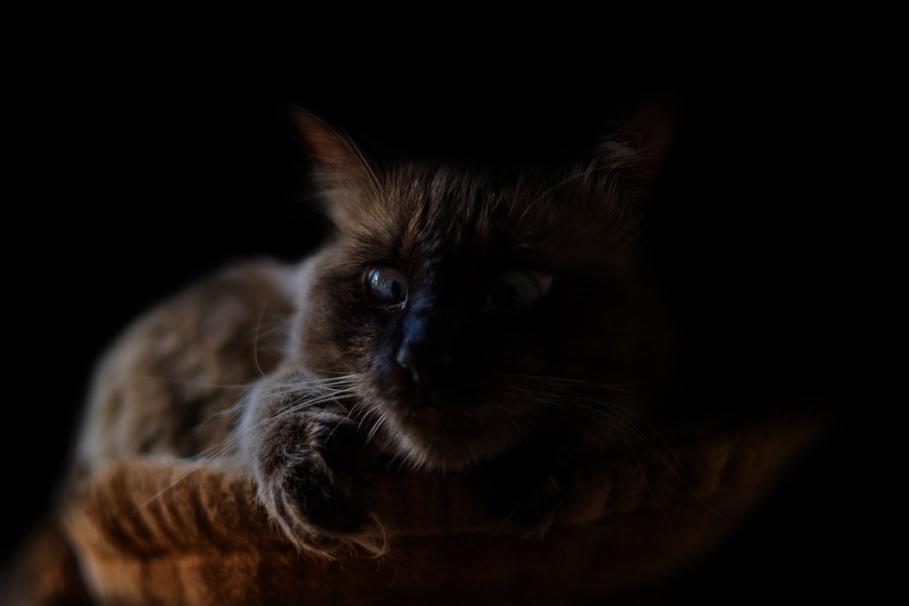 cat animal dark free photo