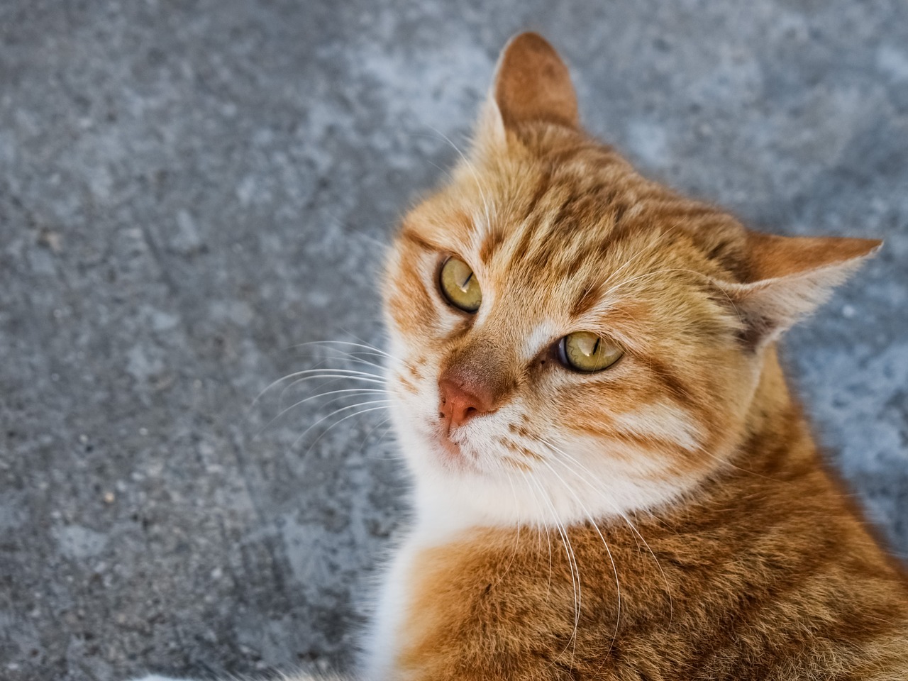 cat stray eyes free photo