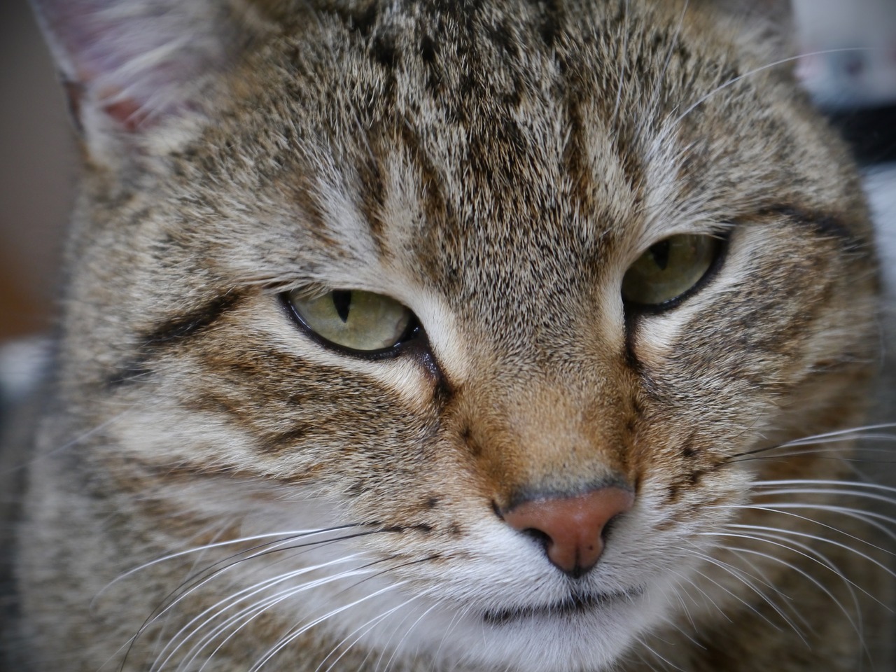 cat mackerel tiger cat free photo