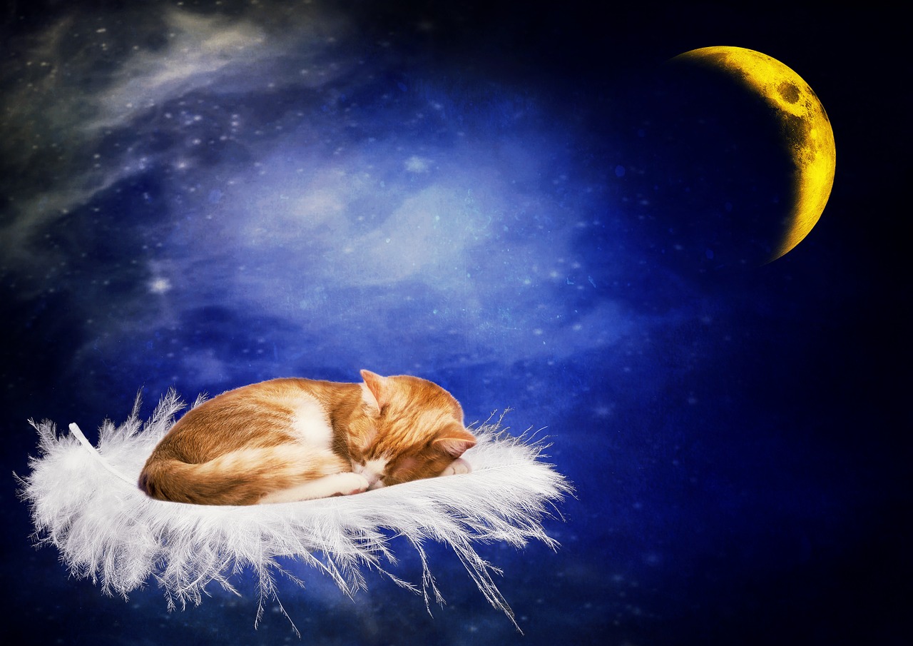 cat good night sleep free photo