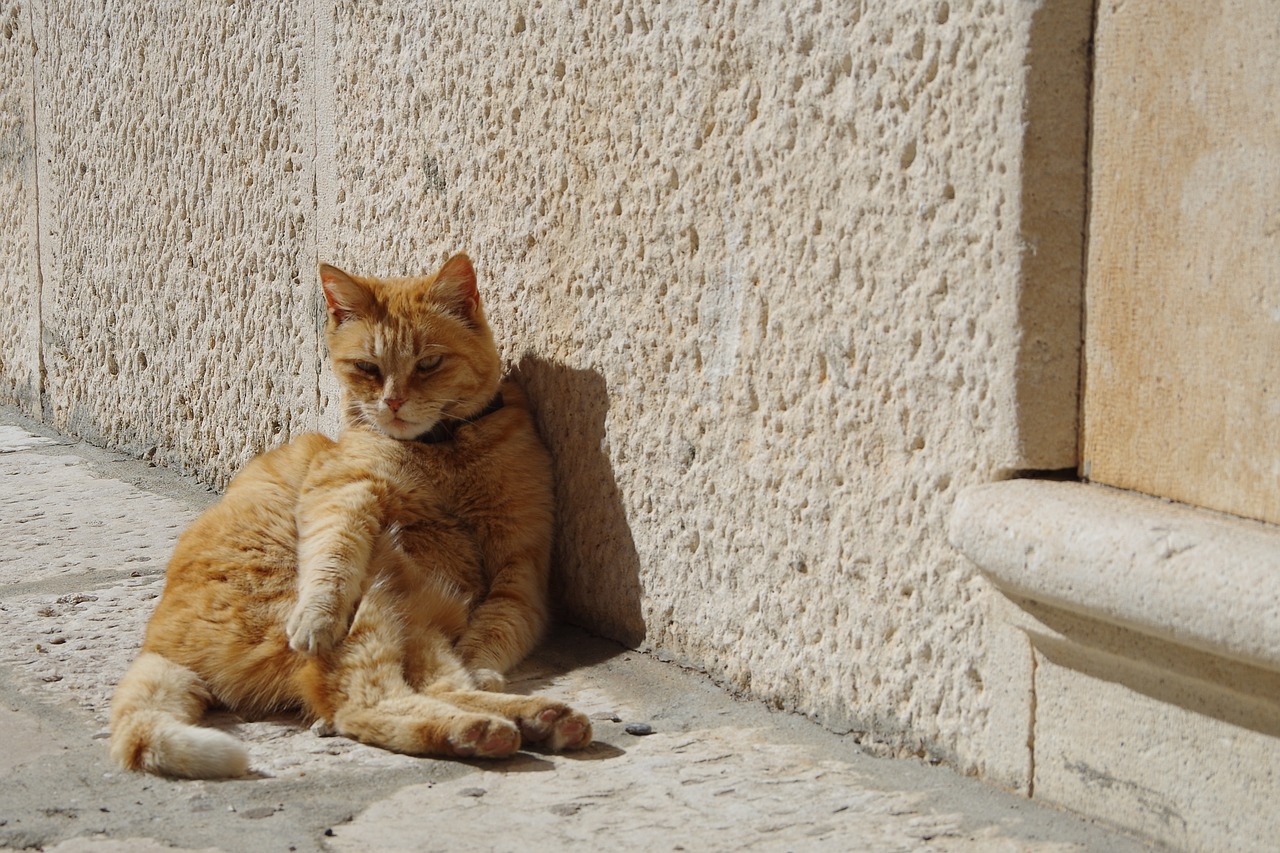 cat the cat lying down cat in the sun free photo