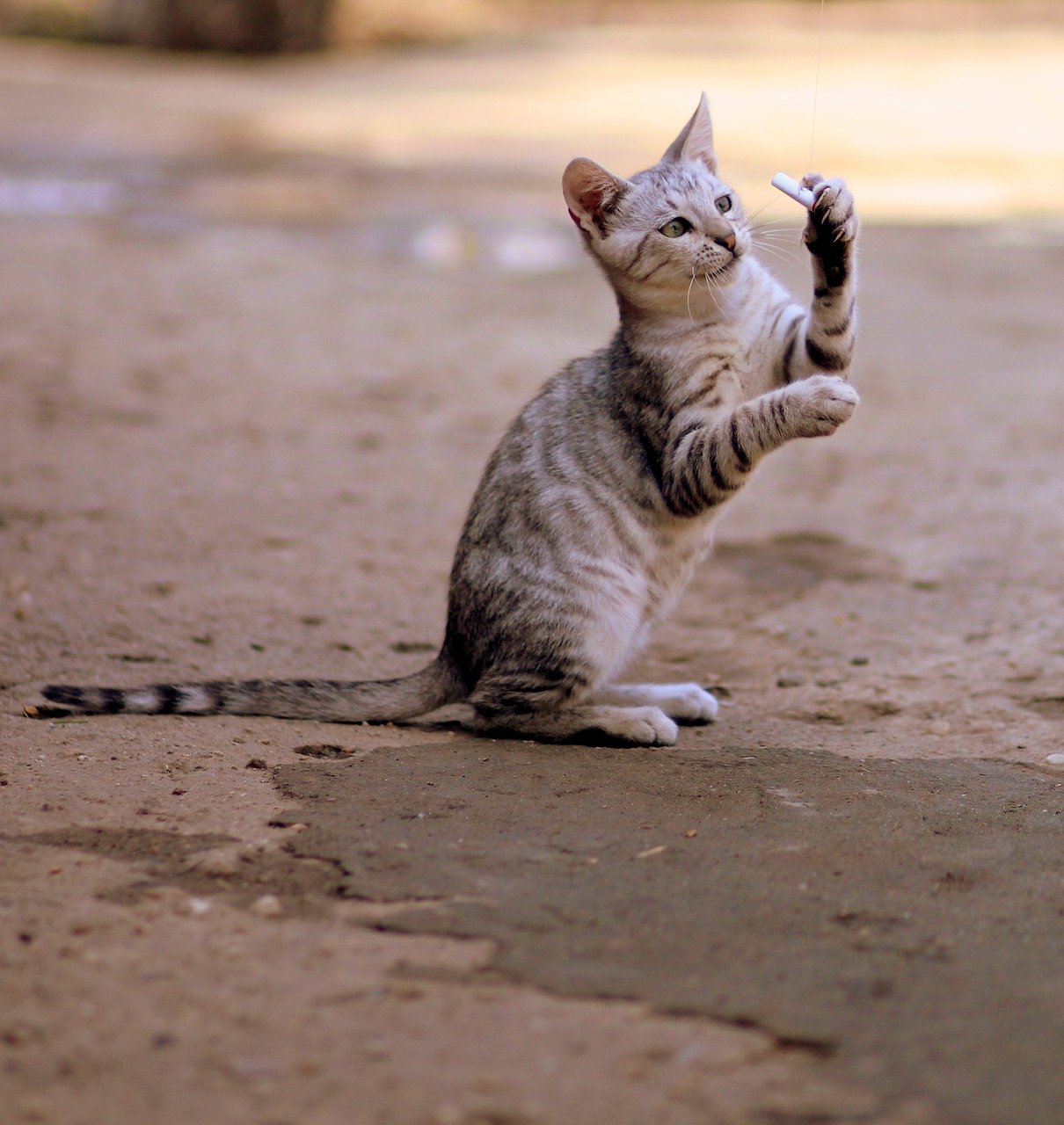 cat gray stripes free photo