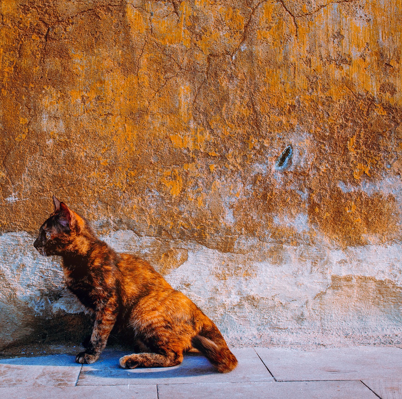 cat yellow old wall free photo