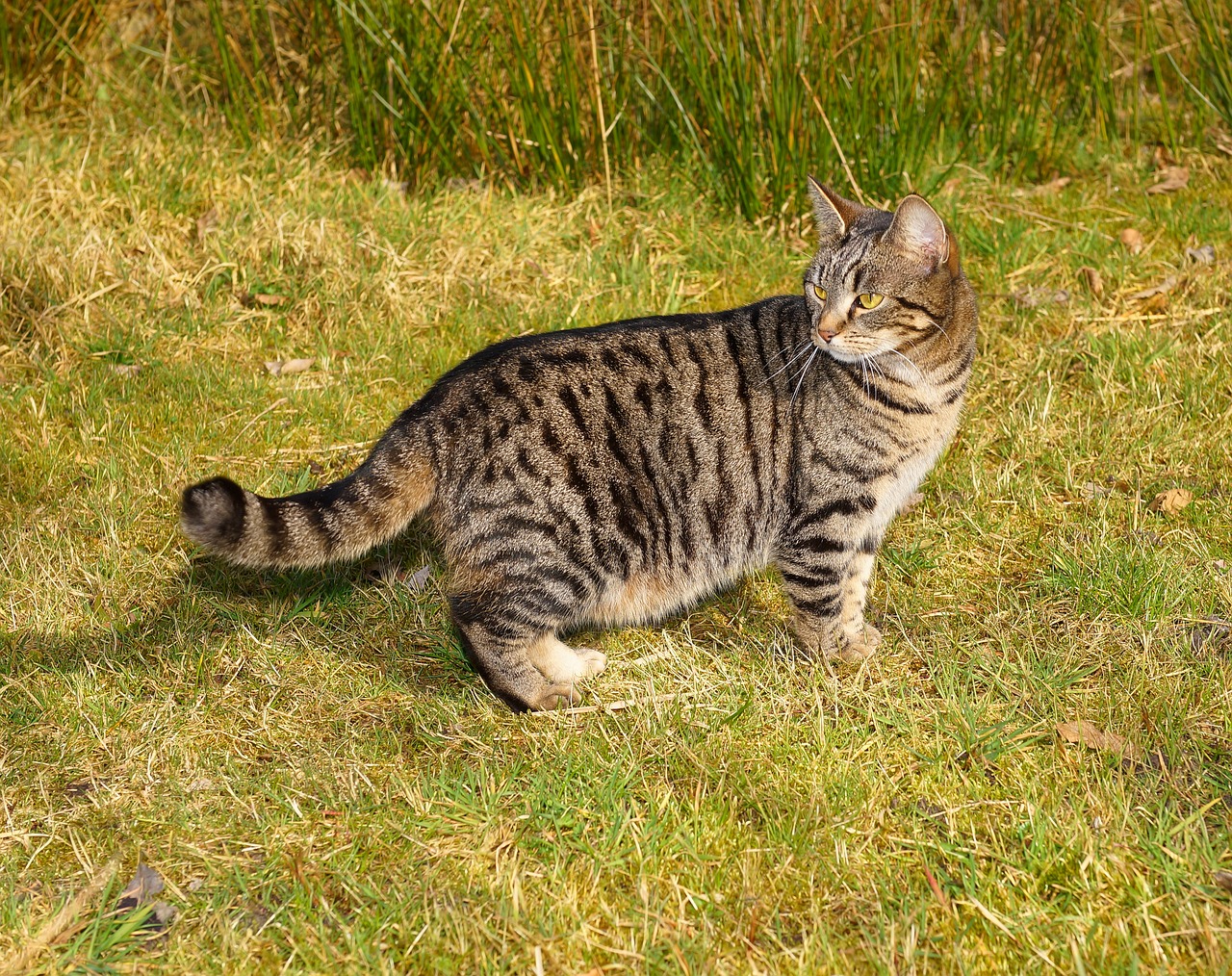 cat female three coloured free photo