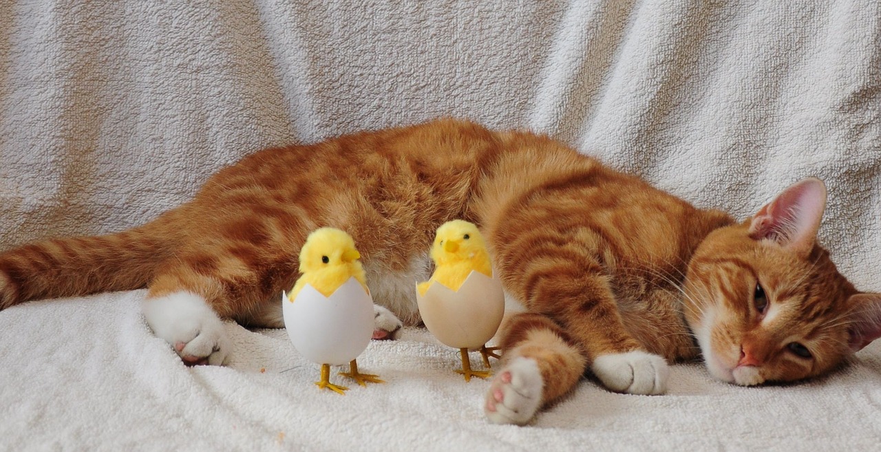 cat egg chicken free photo