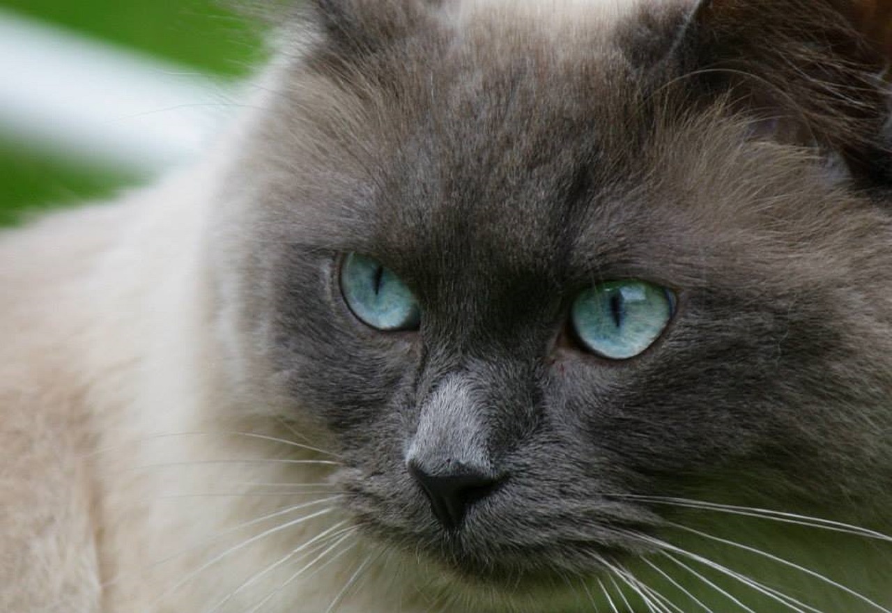 cat ragdoll blue eyes free photo