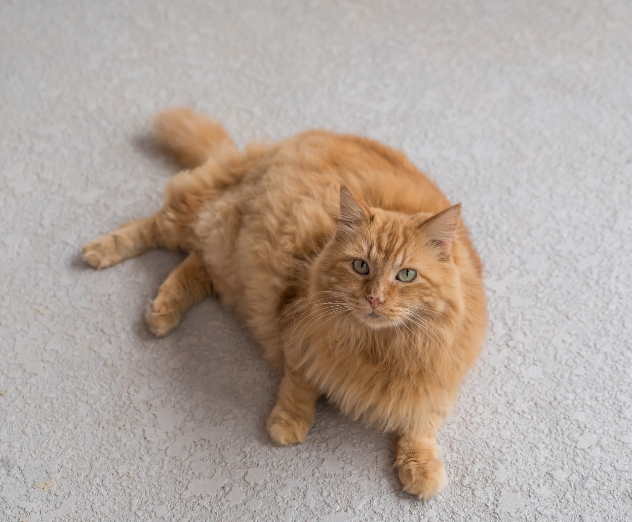 cat orange fluffy free photo