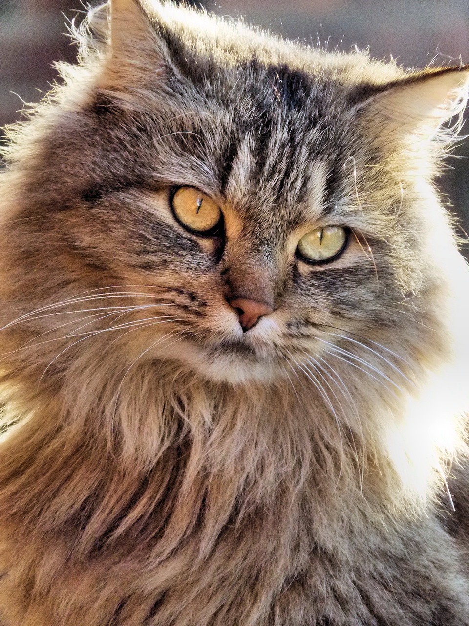 cat maincoon nature free photo