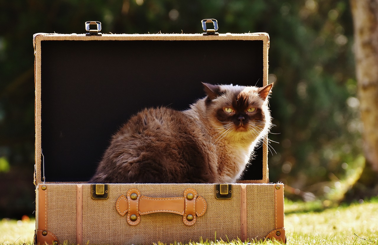 cat british shorthair luggage free photo