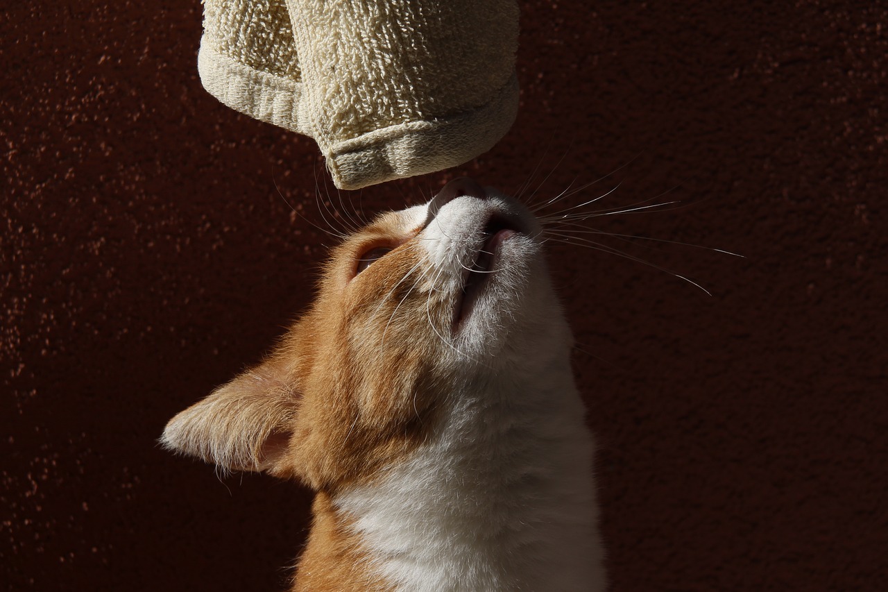 cat curious towel free photo