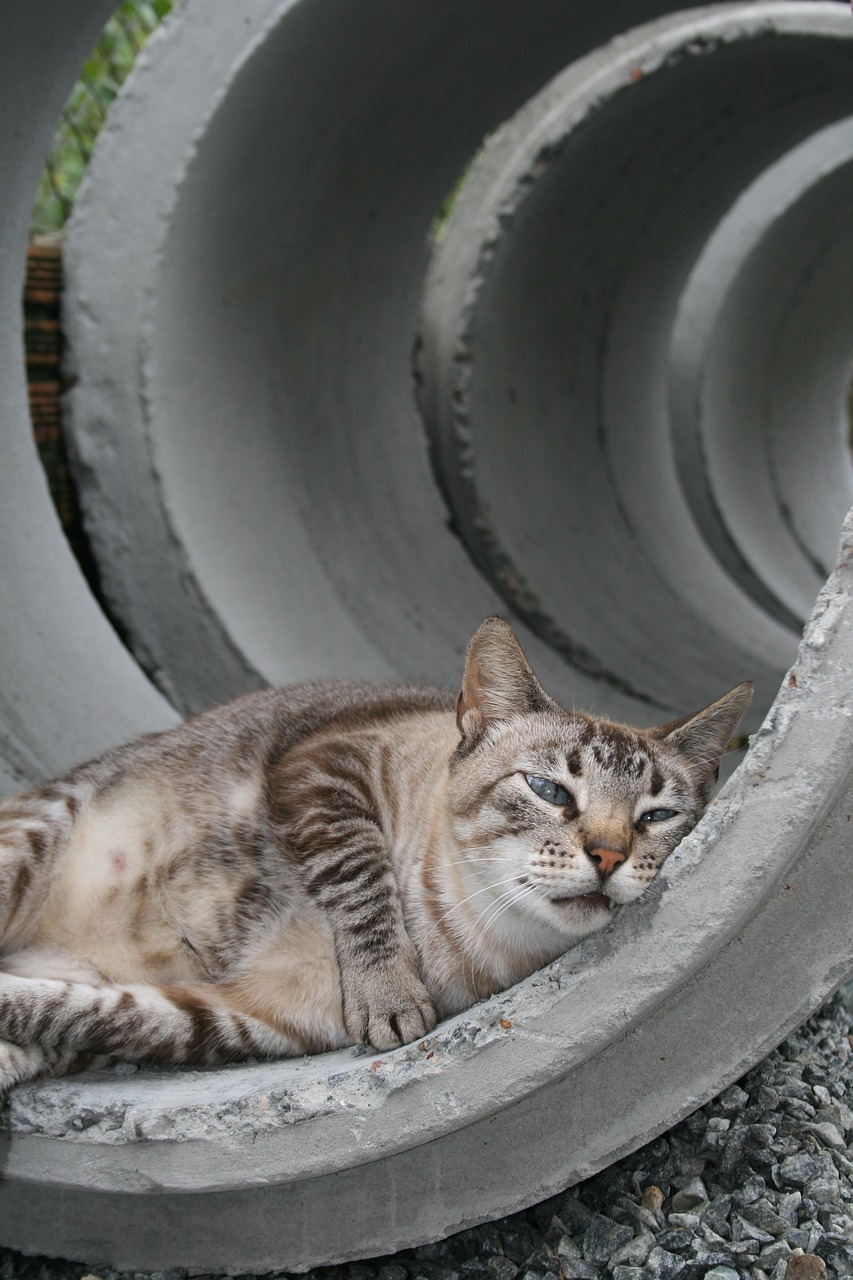 cat sleeping cuteness free photo