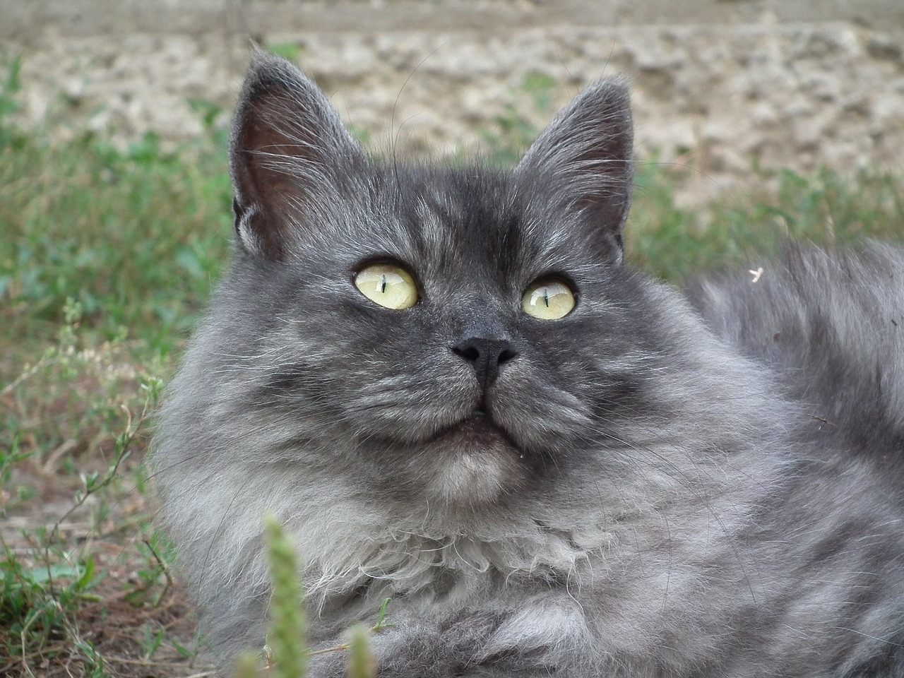 cat siberian portrait free photo