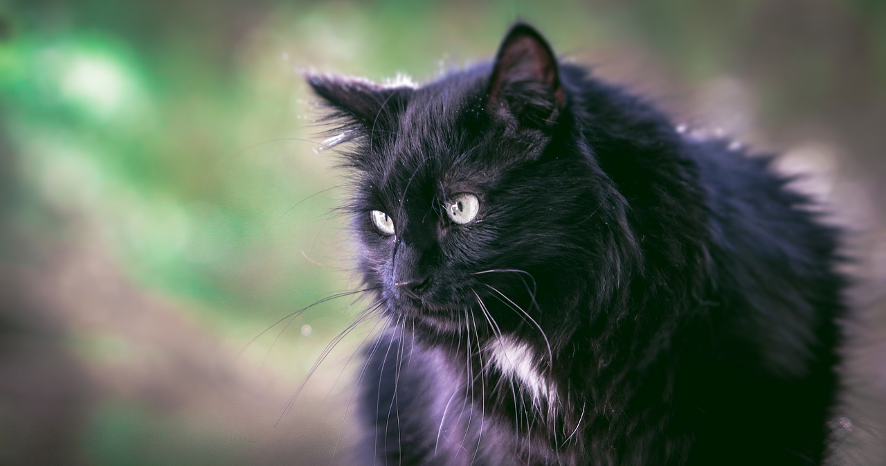 cat black black cat free photo