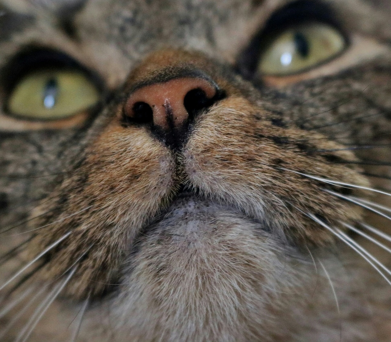 cat face whiskers free photo