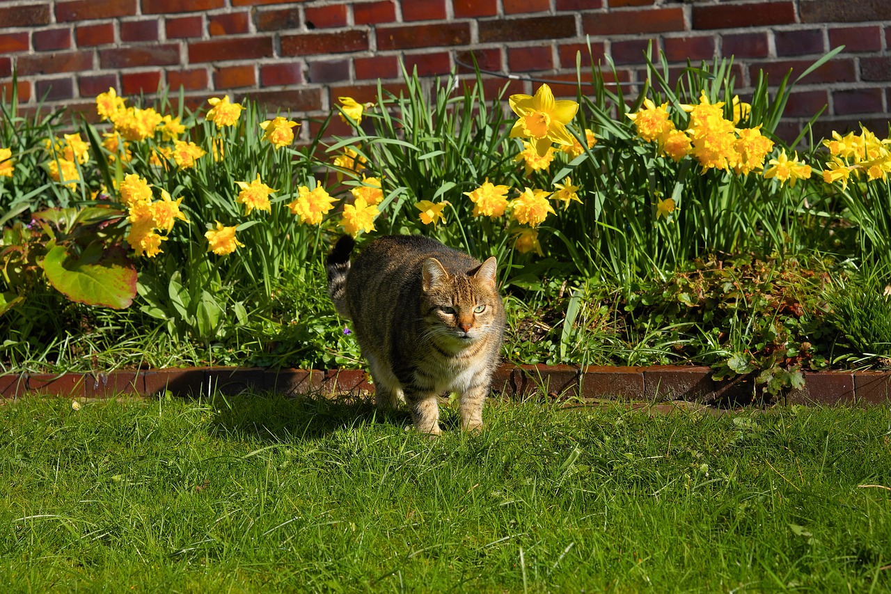 cat female garden free photo