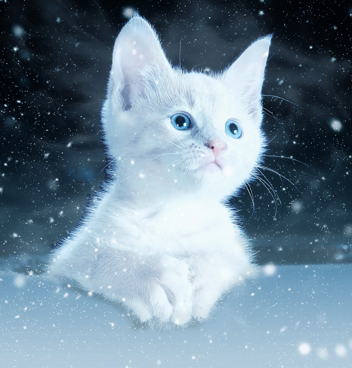 cat kitty snow free photo