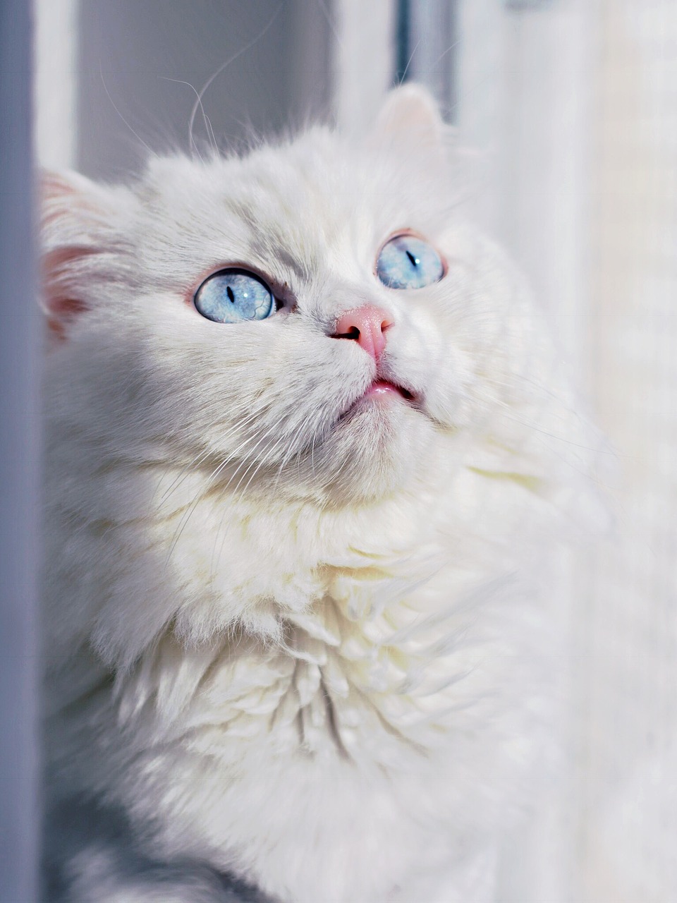 cat eyes white free photo