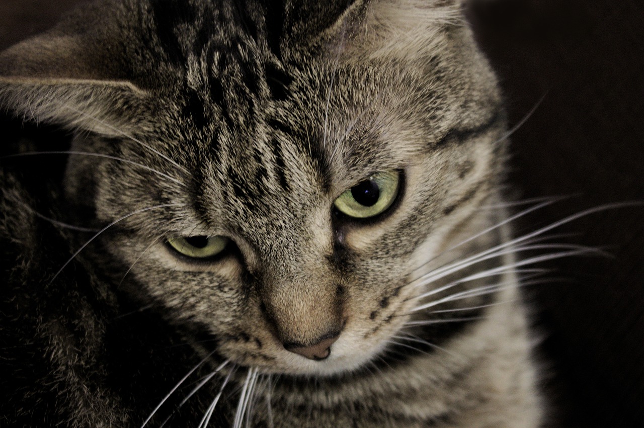 cat european cat gray melancholy free photo