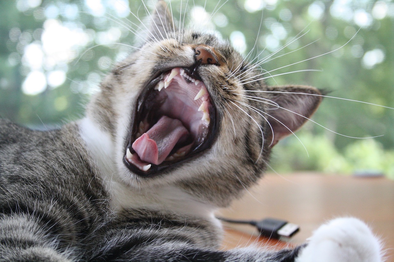 cat yawn fun free photo