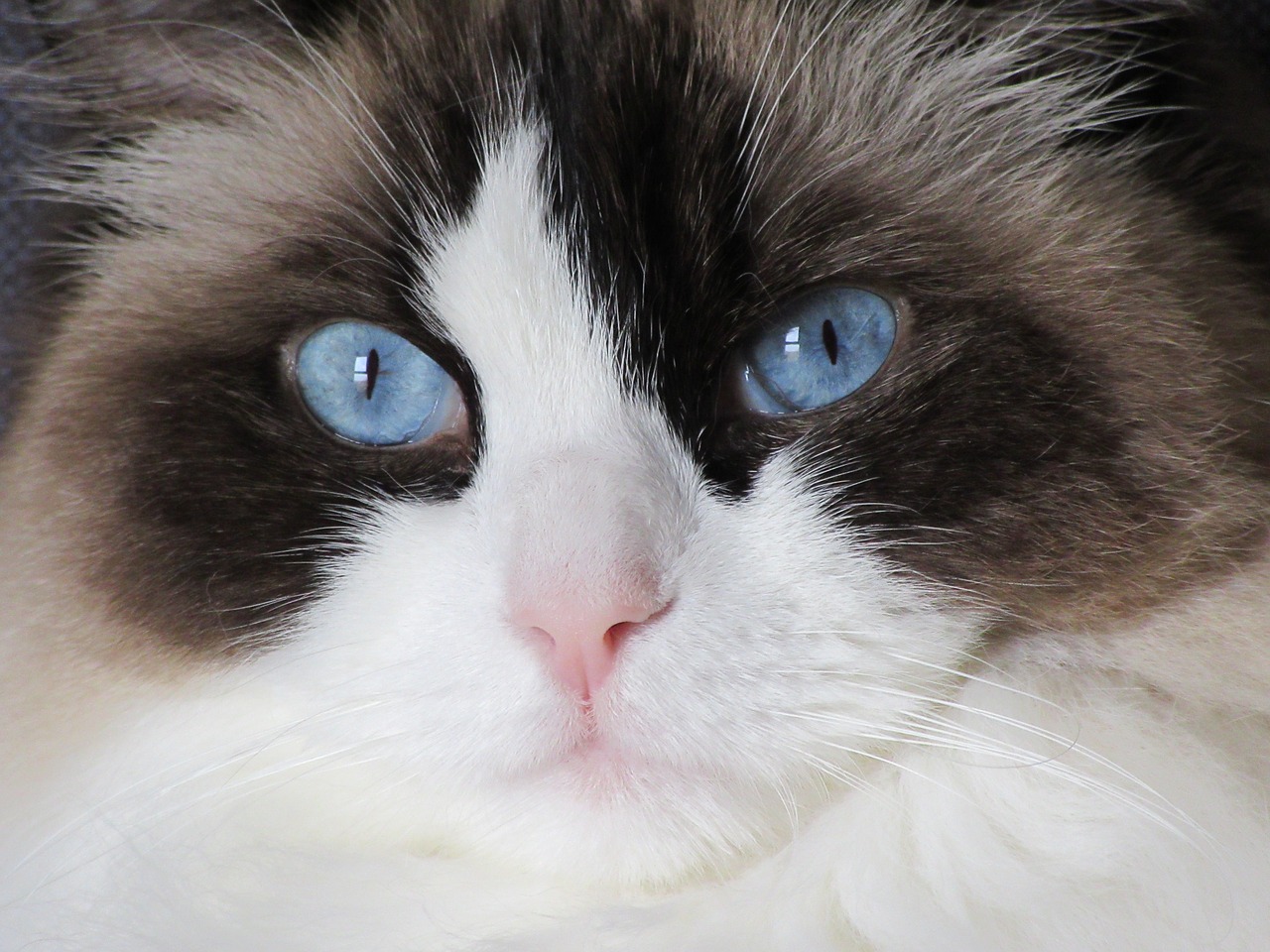 cat ragdoll look free photo