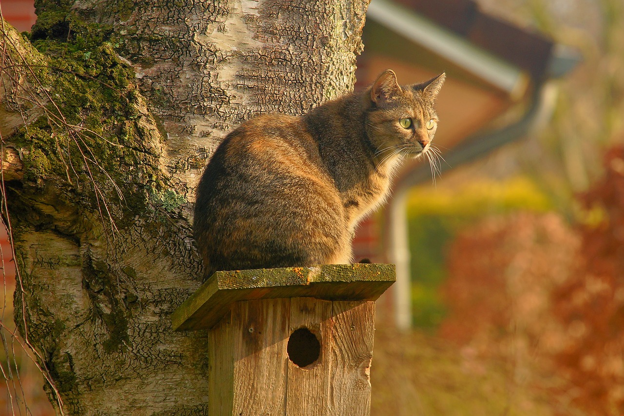 cat domestic cat garden free photo