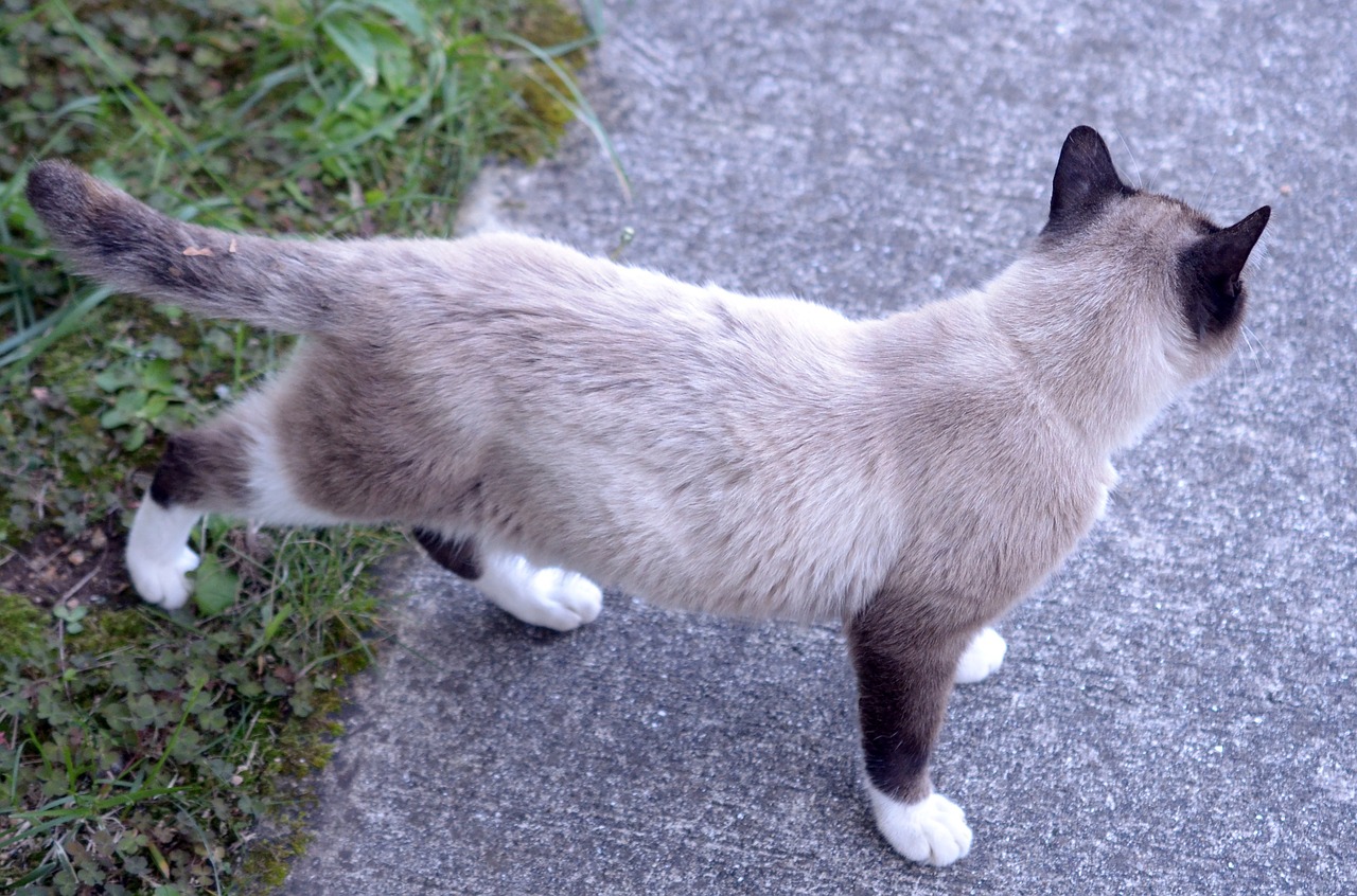 cat grey kitten free photo