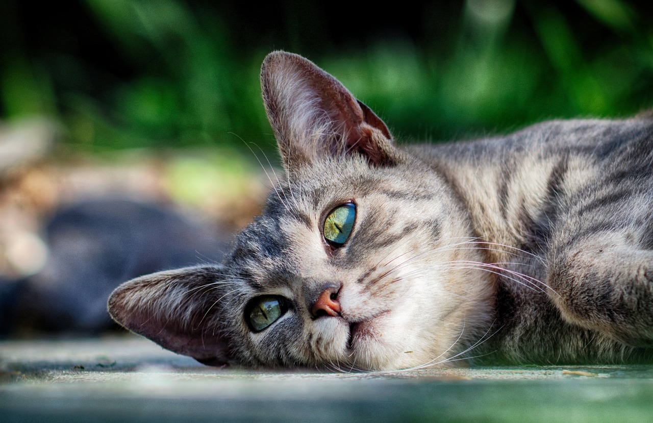 cat rest kitten free photo