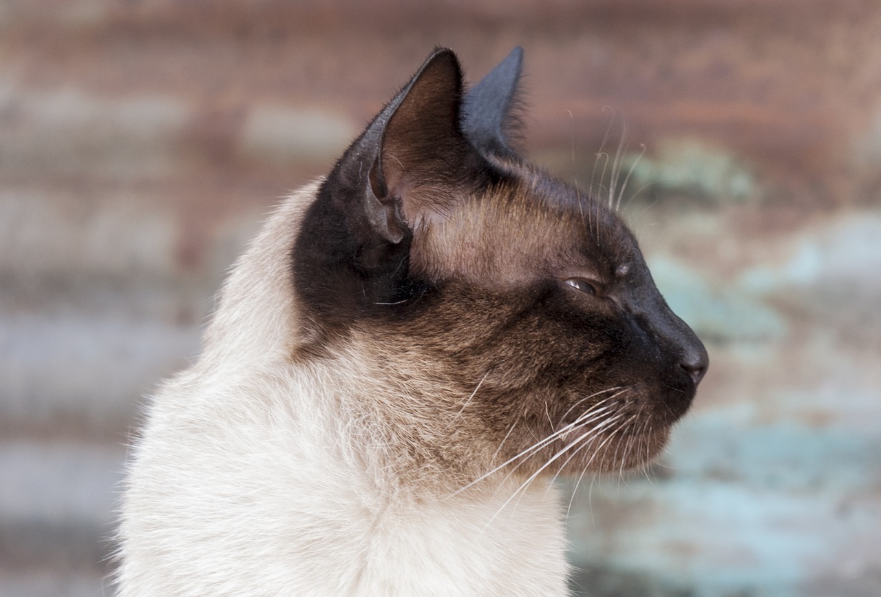 cat siamese animal free photo