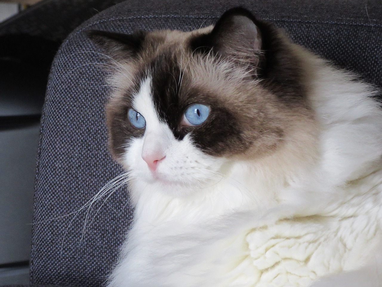 cat ragdoll blue free photo