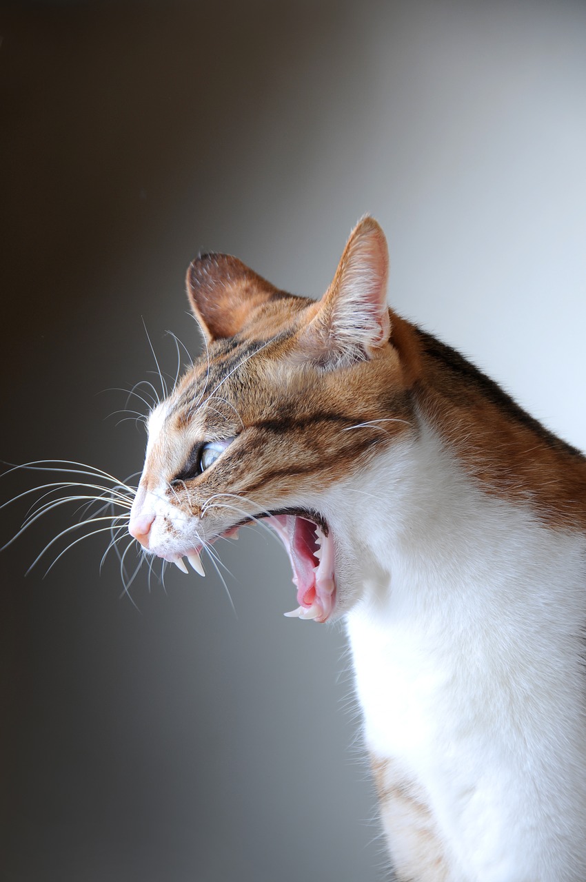 cat pet yawn free photo