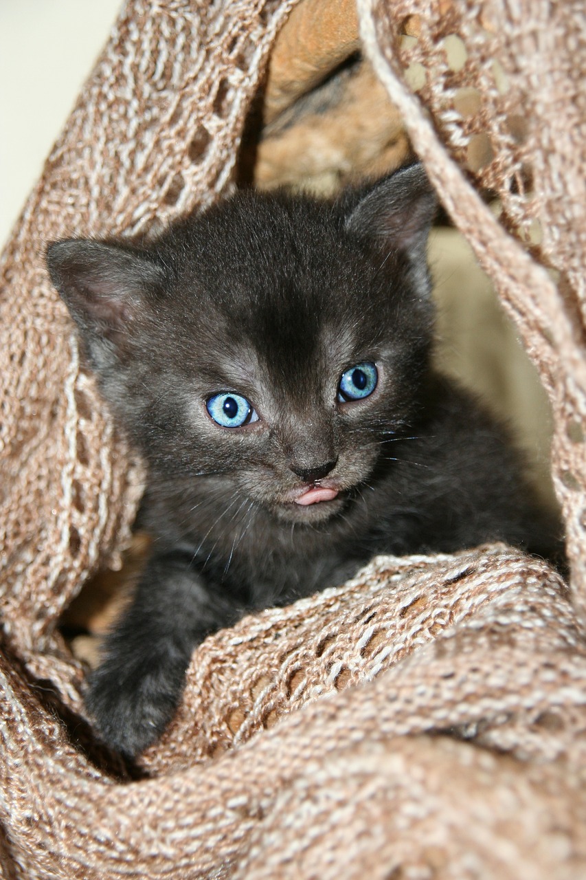 cat kitten scarf free photo