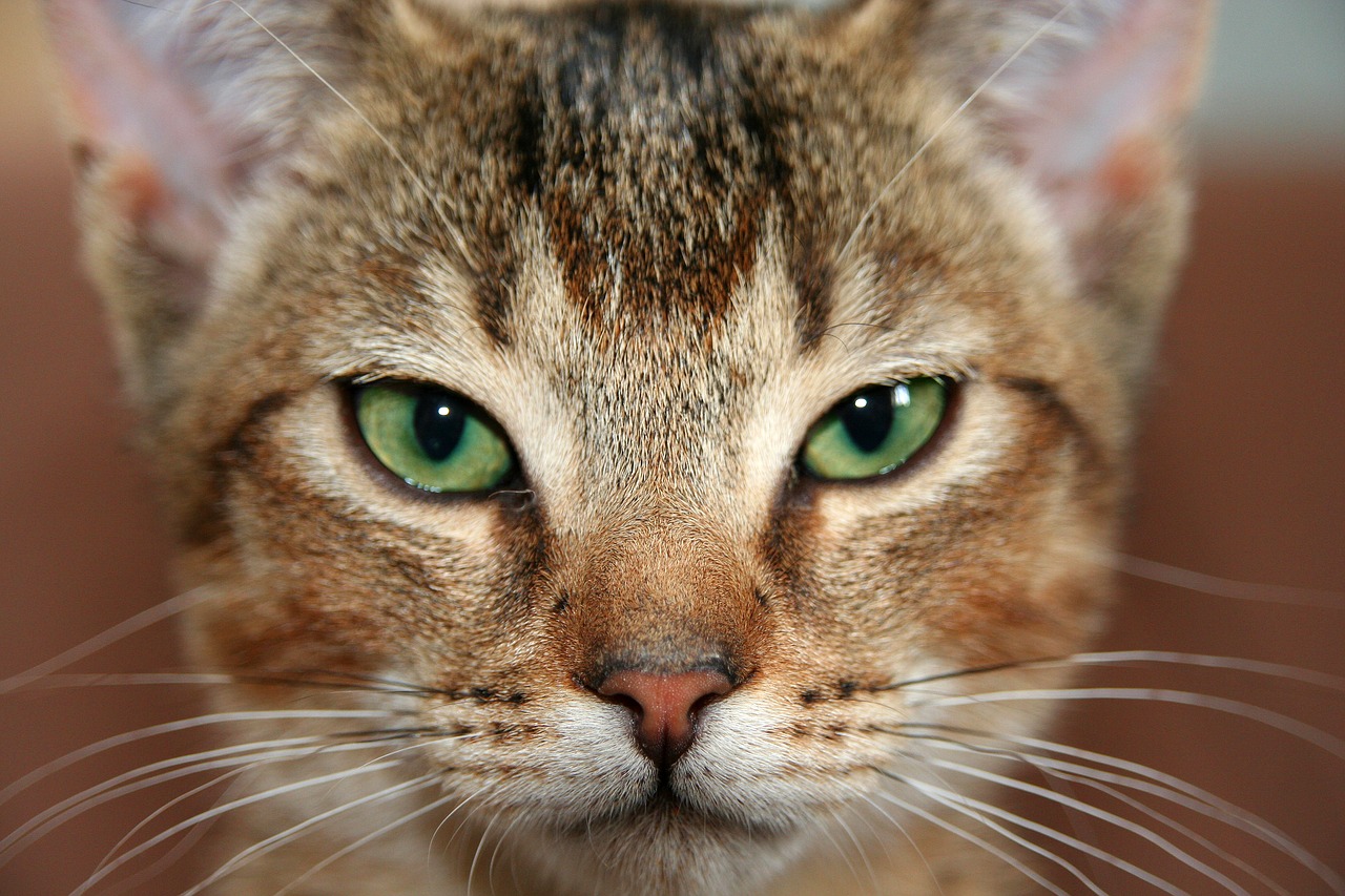 cat kitten abyssinian free photo