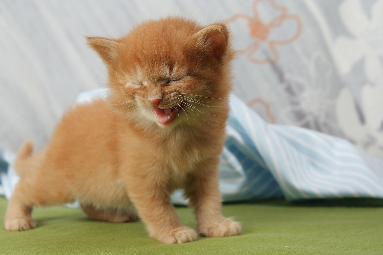 cat kitten laugh free photo