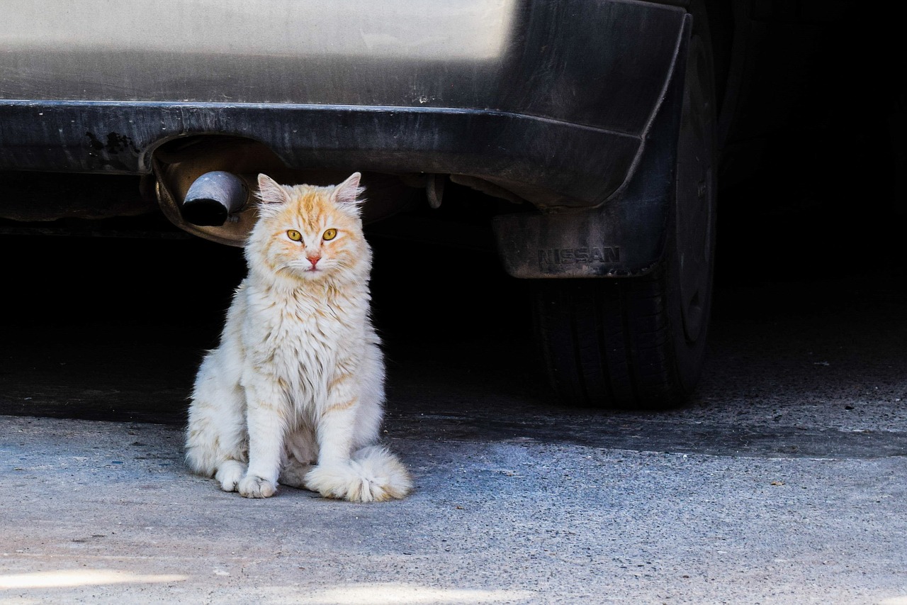 cat stray street free photo