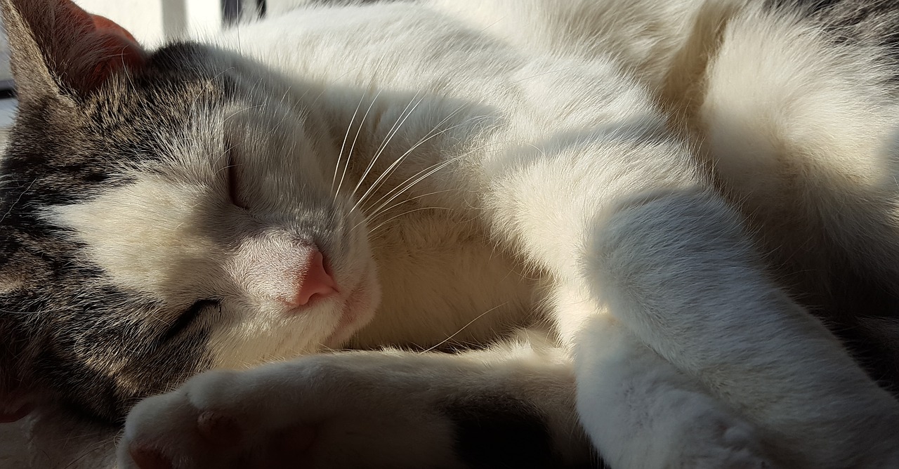 cat sleep sun free photo