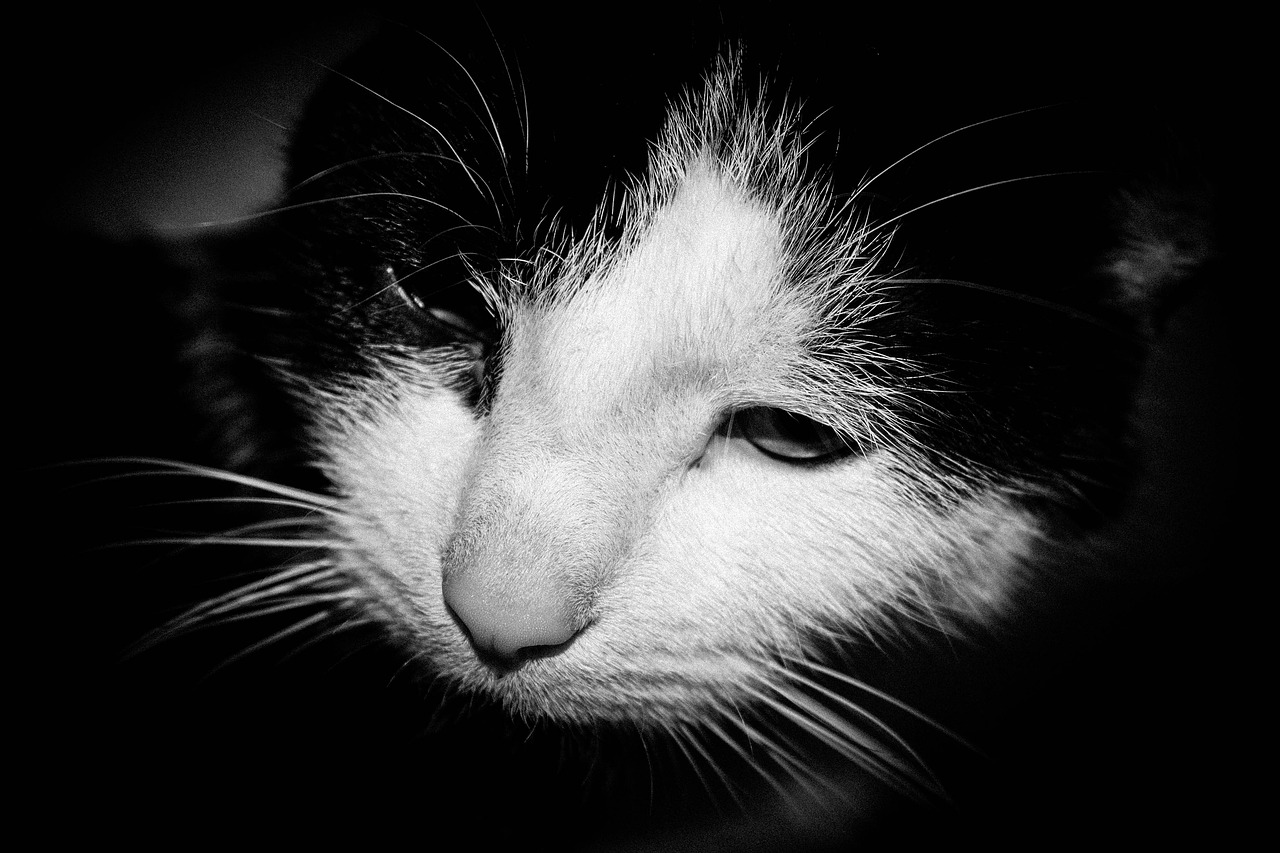 cat kitty black and white cat free photo