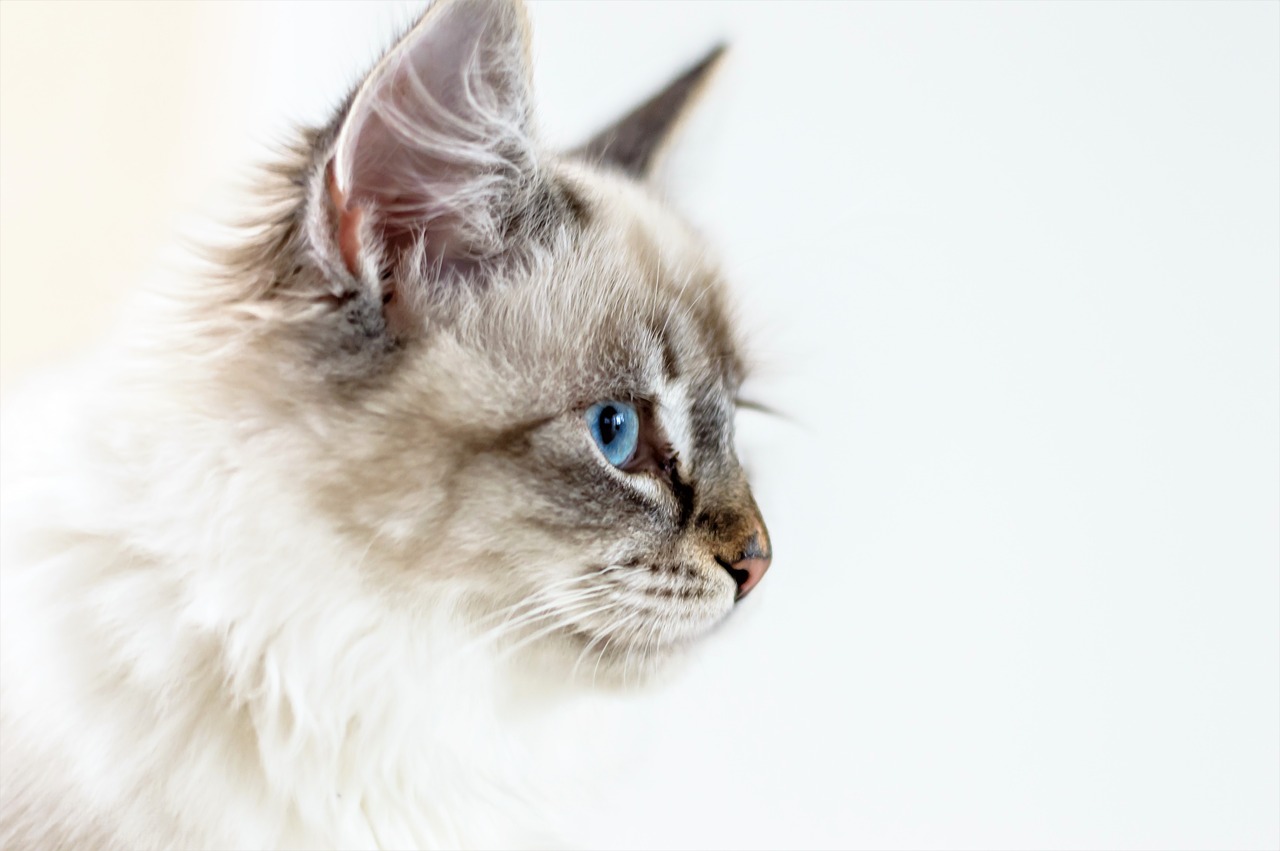 cat domestic cat young cat free photo