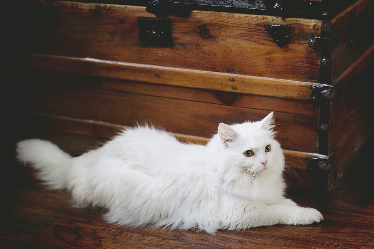 cat white cat white free photo