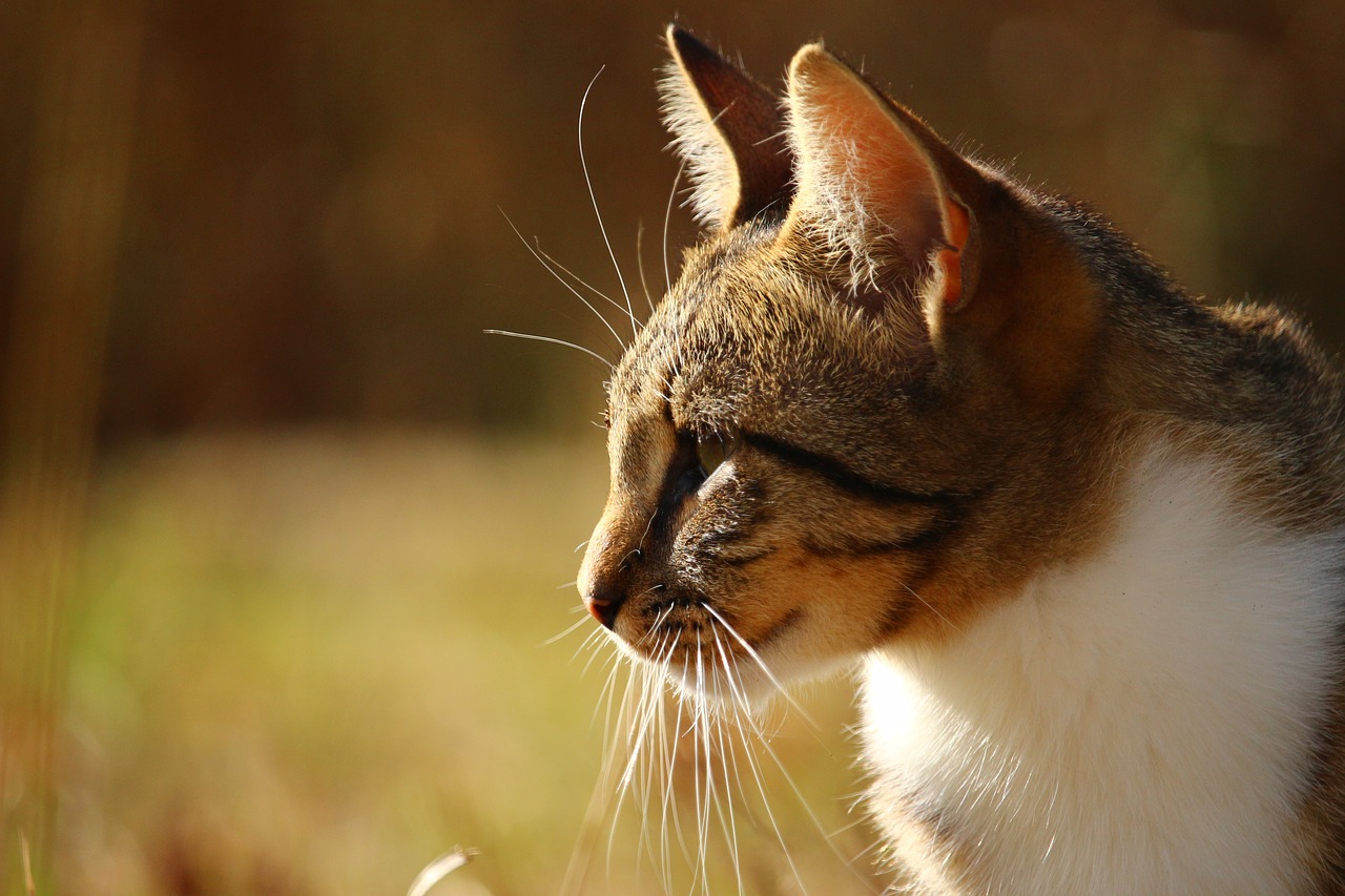 cat domestic cat tiger cat free photo